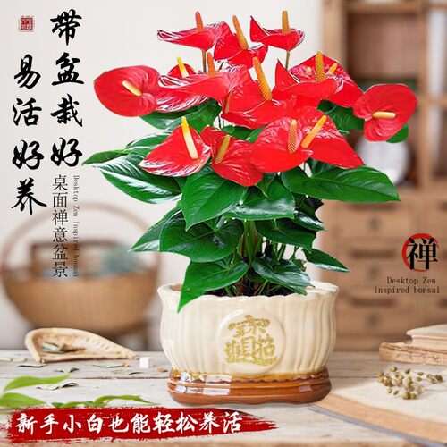 红掌盆栽带花发货客厅鸿运当头乔迁好养花卉植物四季好养桌面盆景 - 图0