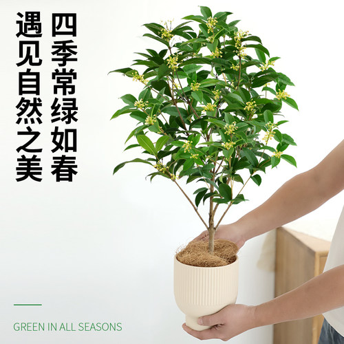 桂花树苗四季桂盆栽室内阳台好养可食用耐寒庭院老桩浓香型花卉 - 图2