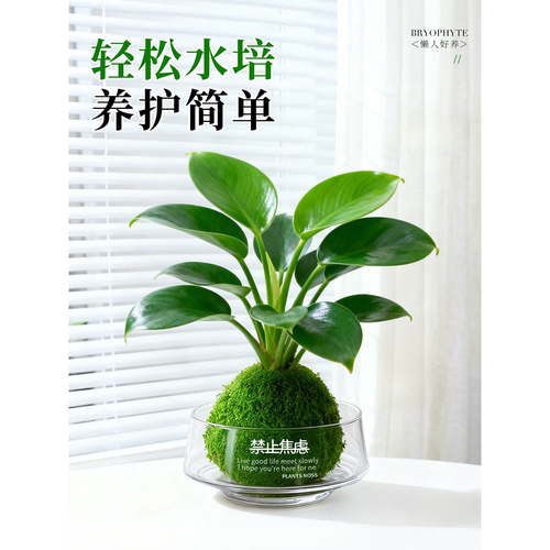 栀子花带花苞小盆栽水培植物办公室内桌面绿植花卉春羽水养绿植 - 图3