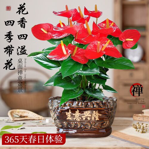 红掌盆栽带花发货客厅鸿运当头乔迁好养花卉植物四季好养桌面盆景 - 图1