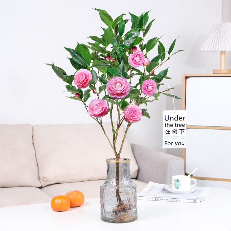 水培香妃山茶花盆栽水养多季开花花卉植物五色赤丹浓香型室内绿植,淘宝优惠券,粉丝福利购,淘宝优惠卷