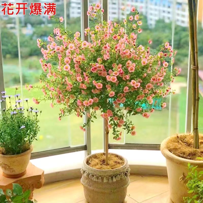 小木槿棒棒糖花苗蓝雪花四季好养花卉盆栽室内阳台庭院带花发货 - 图1