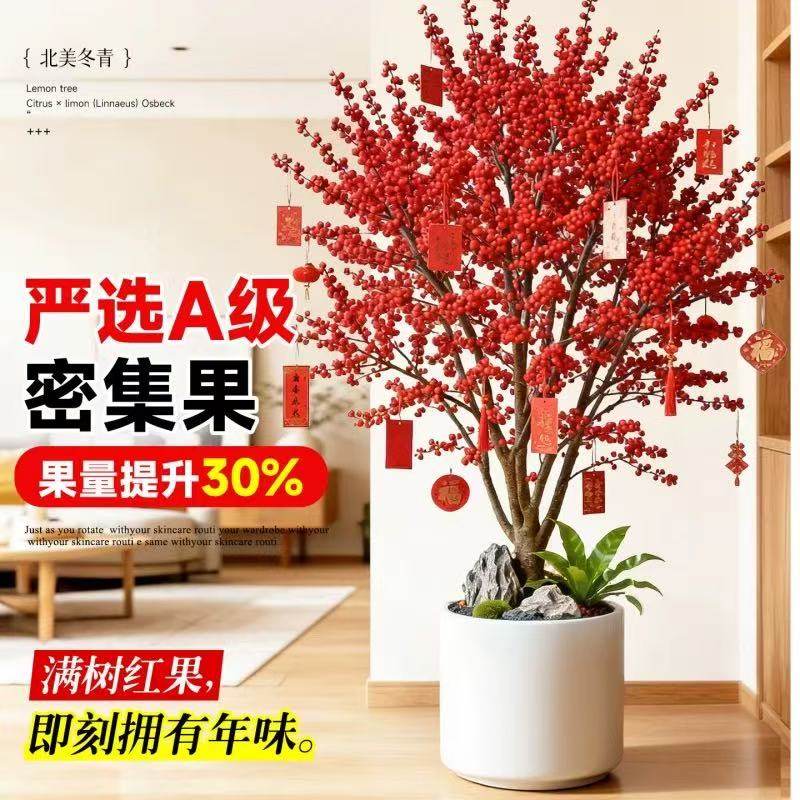 北美冬青红果盆栽盆景树苗鲜切花真花乔迁新居新年喜庆年宵植物,淘宝优惠券,粉丝福利购,淘宝优惠卷
