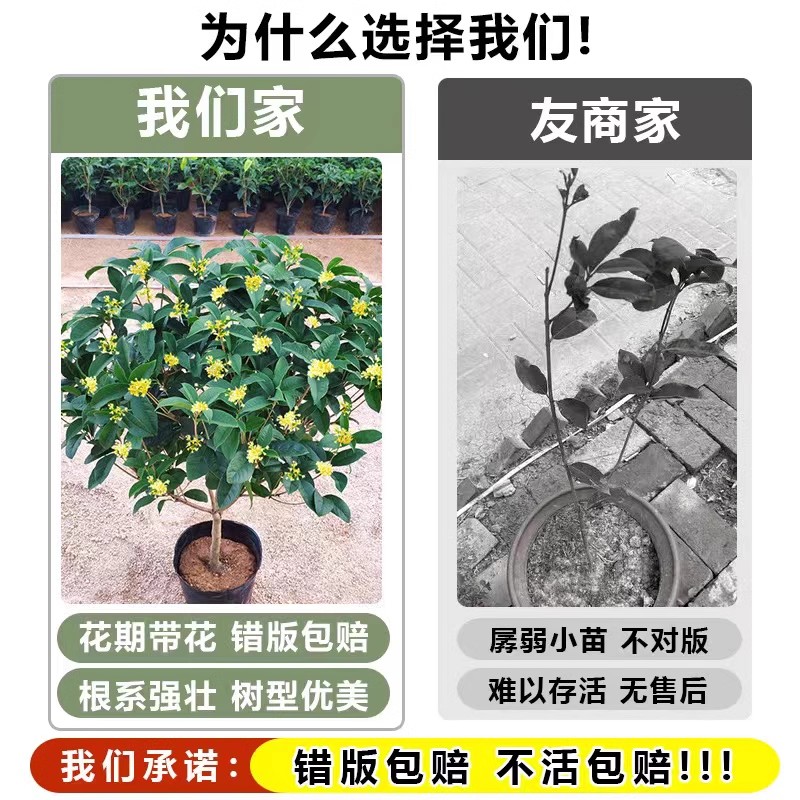 桂花树苗原生金桂丹桂阳台庭院别墅地栽浓香型植物四季常青花卉 - 图2