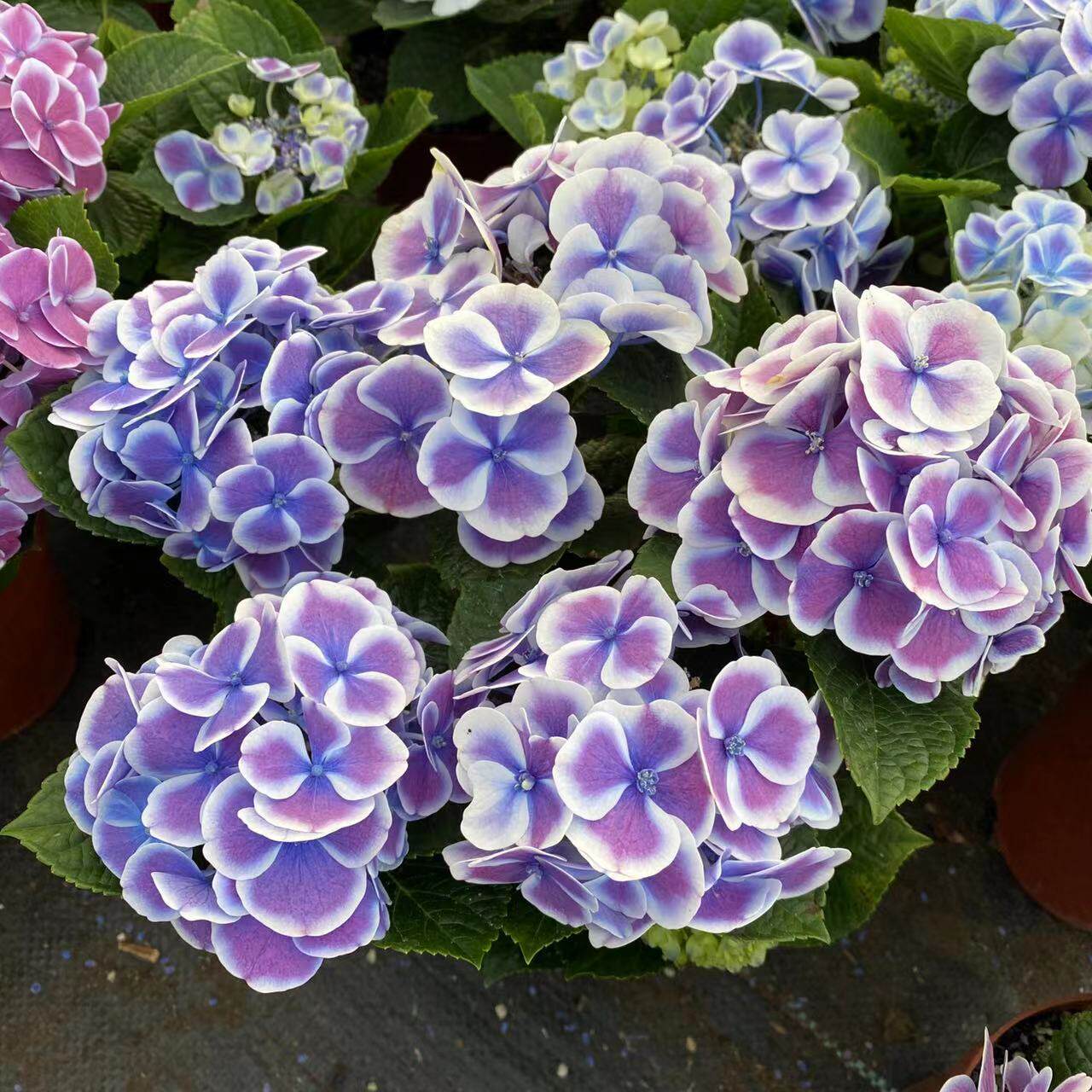 绣球花苗盆栽花卉植物室内好养多季开花不断无尽夏大花易成活花卉,淘宝优惠券,粉丝福利购,淘宝优惠卷