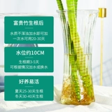 Богатые бамбуковые гидропонные растения гостиная комната комната помещений в помещении, высокие четыре сезона, зеленые растения с доставкой корней