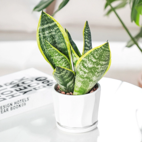 Золотой тигр Pilan в горшках цветочный цветок зеленый растение засуха засуха четыре сезона вечнозелены