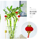 Богатые бамбуковые гидропонные растения гостиная комната комната помещений в помещении, высокие четыре сезона, зеленые растения с доставкой корней