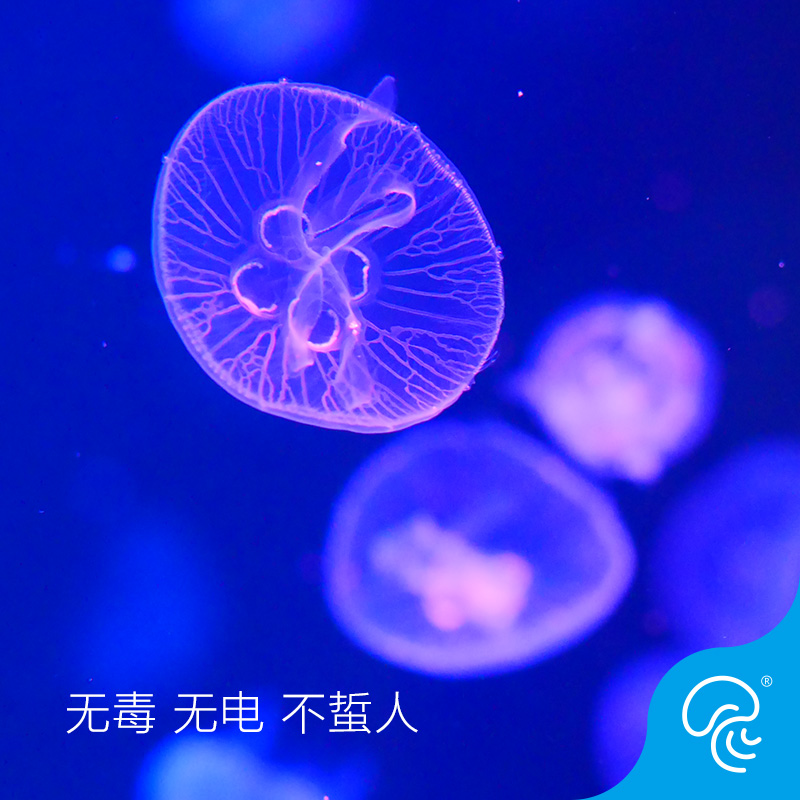 海月水母活体观赏宠水母物活梦幻彩色透明减压情调海水宠物观赏鱼-图0