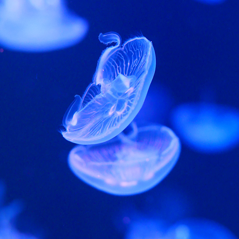 海月水母活体观赏宠水母物活梦幻彩色透明减压情调海水宠物观赏鱼-图1