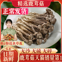 Coral Colotte Antler Mushrooms Dry Goods Antler Fungus Non-Terte Wild Crispy Mushrooms Dry Pot Soup 500g Mushrooms Yunnan Bacteria