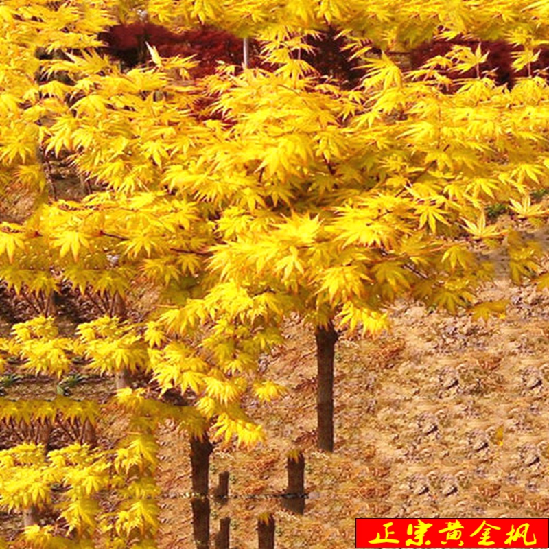 庭院原生日本红枫树苗盆栽地栽红舞姬中国红枫四季常年红绿化植物 - 图1