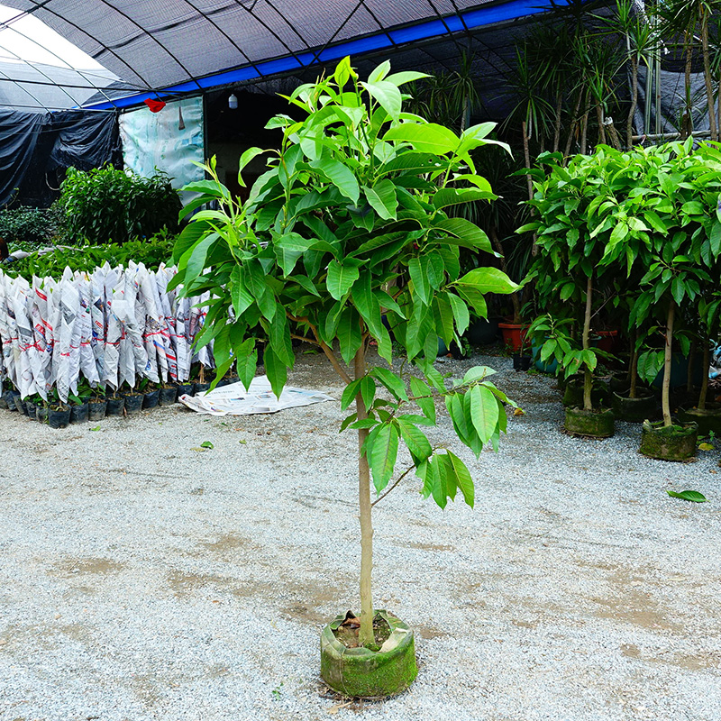 白兰花盆栽花卉植物室内玉兰树苗带花苞四季开花浓香型黄角兰好养 - 图2