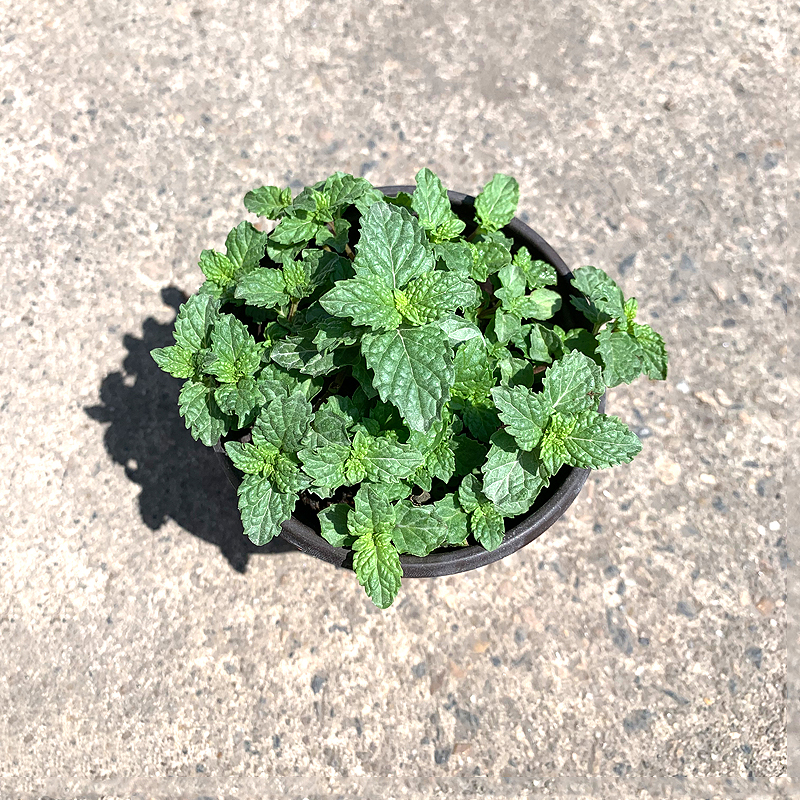 新鲜薄荷小盆栽 酒店西餐日料烘焙花草摆盘饮品装饰点缀 多省包邮 - 图2