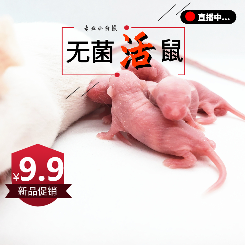 活体乳鼠无菌小白鼠食物猪鼻饲料守宫猫粮不包活红皮粉皮耗子-图2