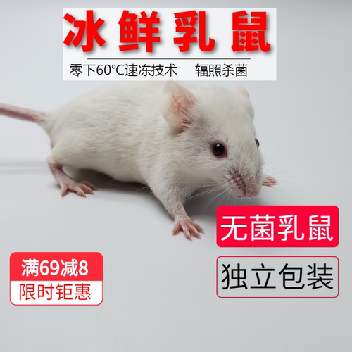 无菌冷冻小白鼠成体亚成繁殖组顺丰包邮真空包装猪鼻王玉米蛇食物 - 图1