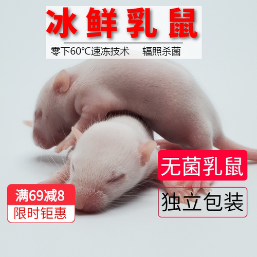 无菌冷冻小白鼠成体亚成繁殖组顺丰包邮真空包装猪鼻王玉米蛇食物 - 图2