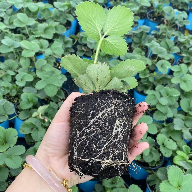 奶油草莓苗盆栽种籽子带盆带土红颜四季结果可食用阳台种植新秧苗,淘宝优惠券,粉丝福利购,淘宝优惠卷