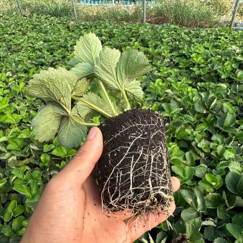 奶油草莓苗盆栽种籽子带盆带土红颜四季结果可食用阳台种植新秧苗,淘宝优惠券,粉丝福利购,淘宝优惠卷