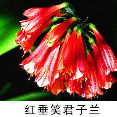 君子兰盆栽老苗精品四季好养花卉绿植物室内阳台圆头和尚大小苗 - 图0