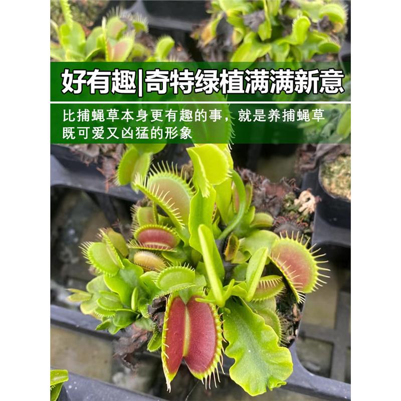 捕蝇草猪笼草食虫草食人花驱蚊草捕蚊草食蚊草超大捕虫草趣味盆栽 - 图0