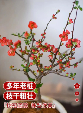 垂丝海棠花盆栽四季开花树苗老桩鲜花卉植物盆景绿植室内年花好养