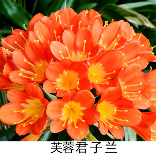 君子兰盆栽老苗精品四季好养花卉绿植物室内阳台圆头和尚大小苗 - 图1