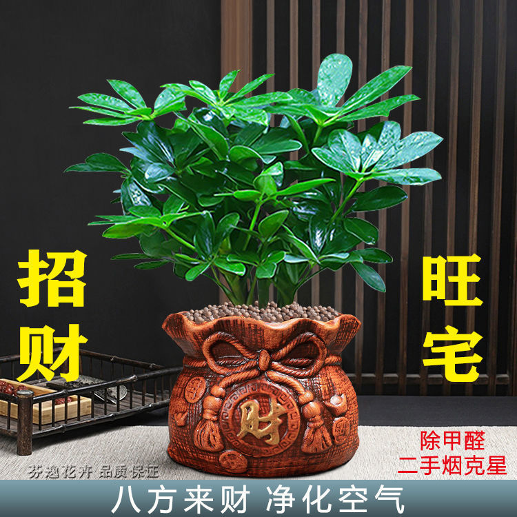 绿植盆栽室内鸭脚木发财树招财树客厅八方来财盆景水培好养水养植-图1