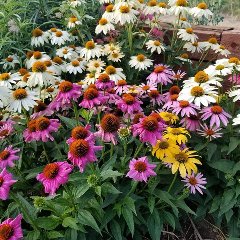 彩色松果菊花种籽子四季播种开花室外耐寒阳台庭院紫锥菊盆栽种子-图0