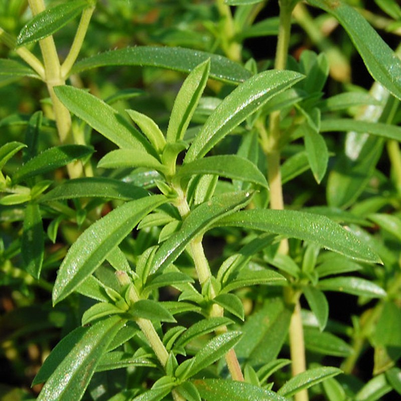 驱蚊香草籽庭院室外香草种子海洋之露四季播种常青阳台盆栽驱蚊草-图2