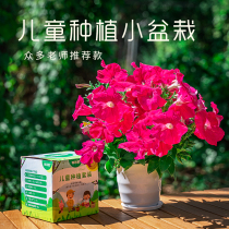 Children grow small potted plant suit plant seed phoenix seed flower seed sunflower seed and strawberry vegetable seed