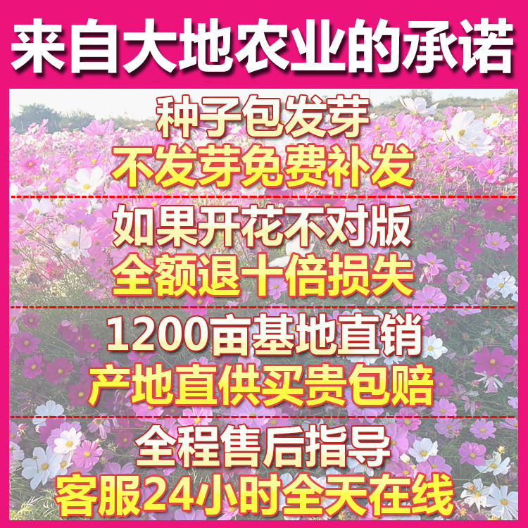 野花组合花种子室外除虫菊花种籽子四季播种开花庭院格桑花种大全 - 图0