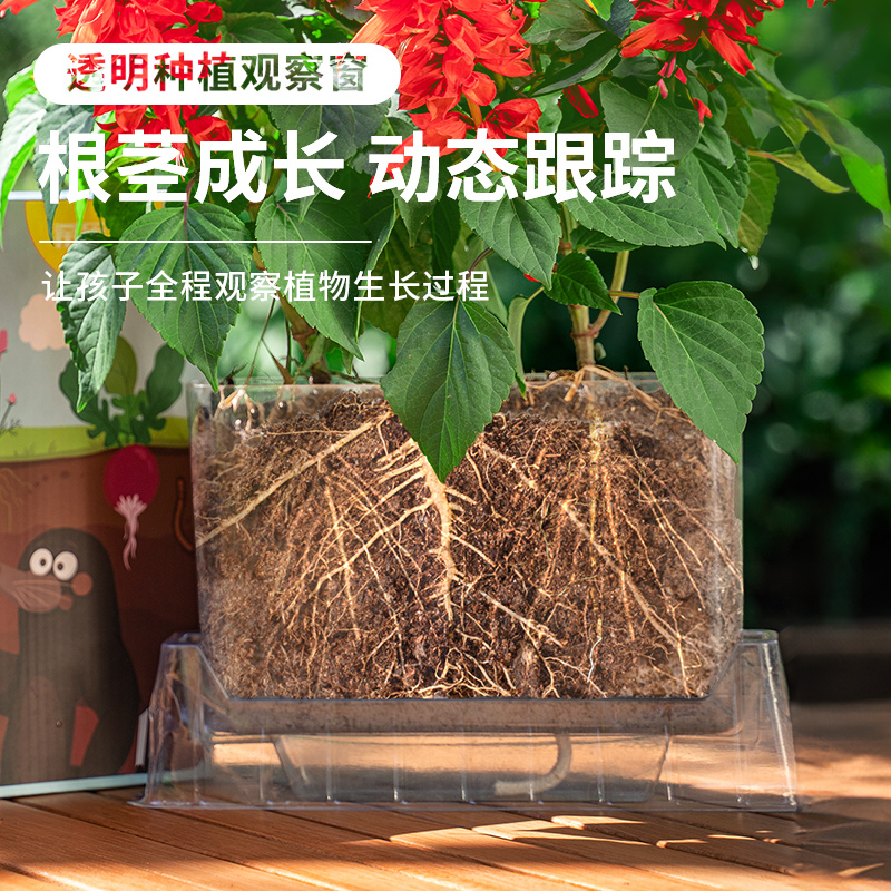 儿童种植小盆栽发芽植物种子鲜花蔬菜果迷你小农场根系生长观察窗 - 图0