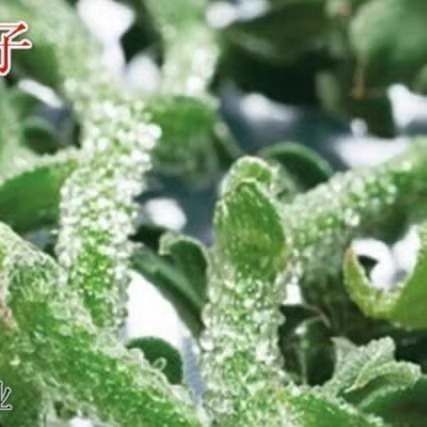 水晶冰菜种籽阳台蔬菜种子大全四季盆栽农家冰草秋冬种植青菜种孑-图3