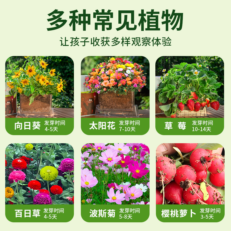 儿童种植小盆栽发芽植物种子鲜花蔬菜果迷你小农场根系生长观察窗 - 图1