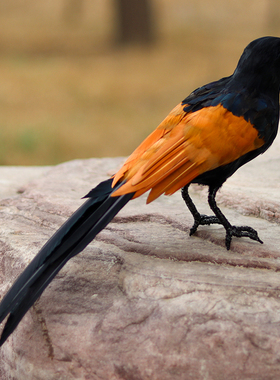 仿真羽毛红毛鸡模型假媒摄影道具