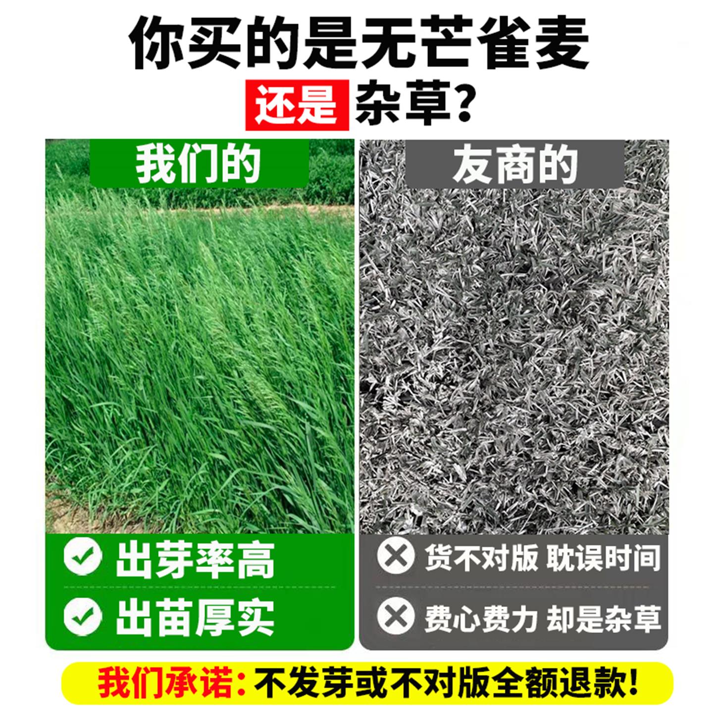 无芒雀麦草籽披碱草碱茅草紫羊茅红豆草芨芨草老芒麦耐寒绿化种子 - 图2