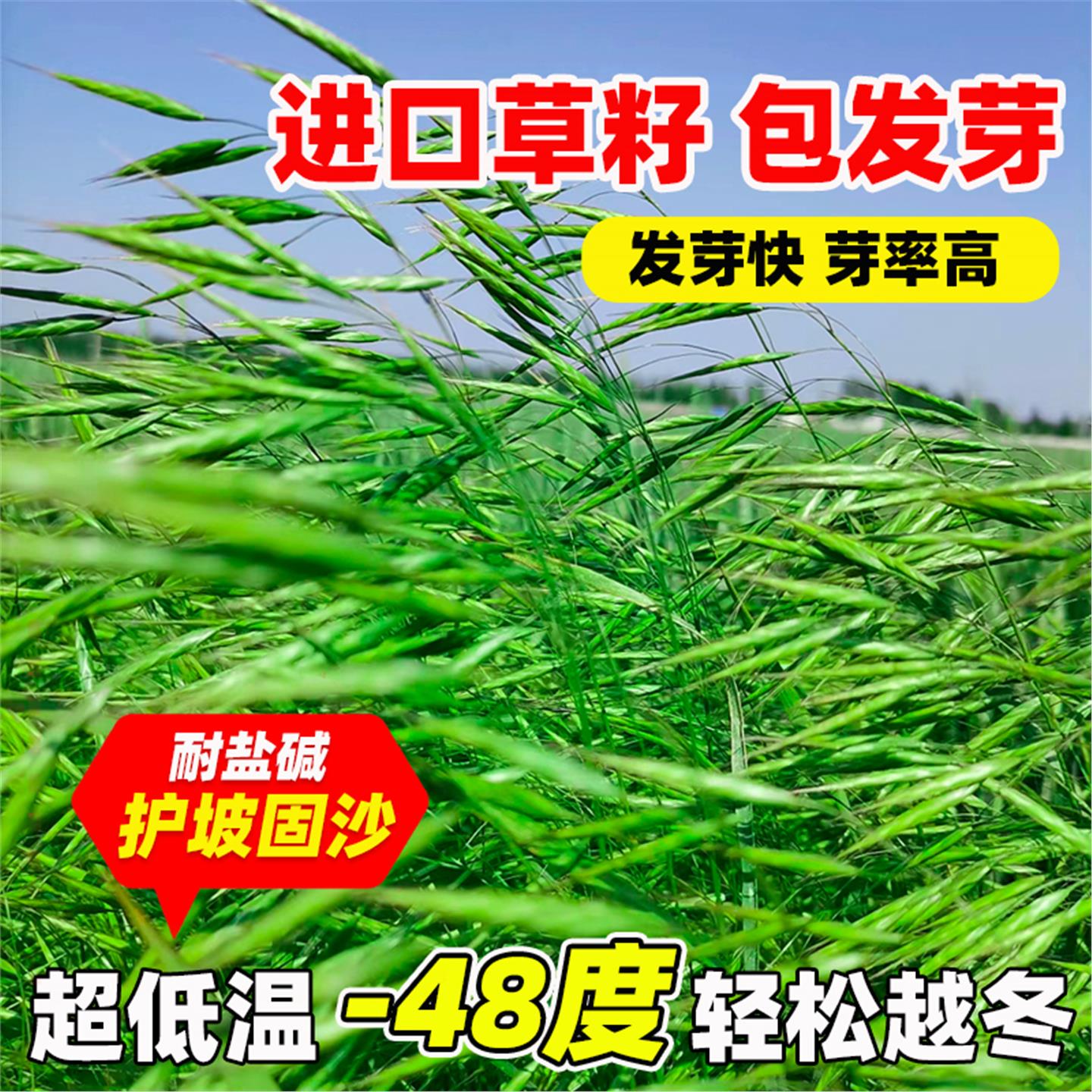 无芒雀麦草籽披碱草碱茅草紫羊茅红豆草芨芨草老芒麦耐寒绿化种子 - 图0