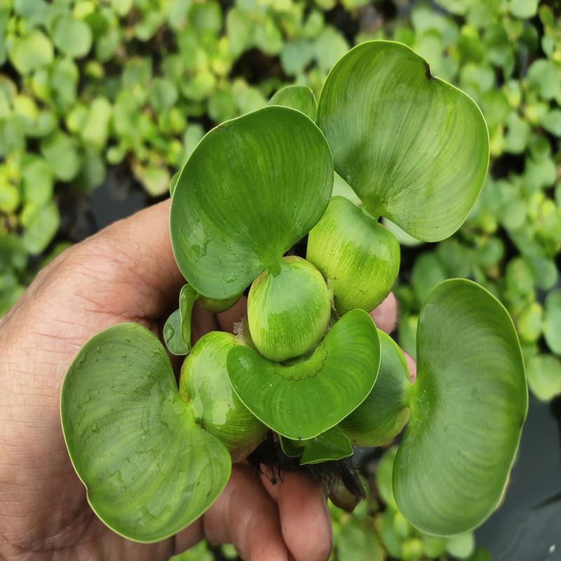 水葫水草浮鱼乌龟虾花缸萍卉鱼池塘净化水生植物种苗莲芦花水芙蓉-图1