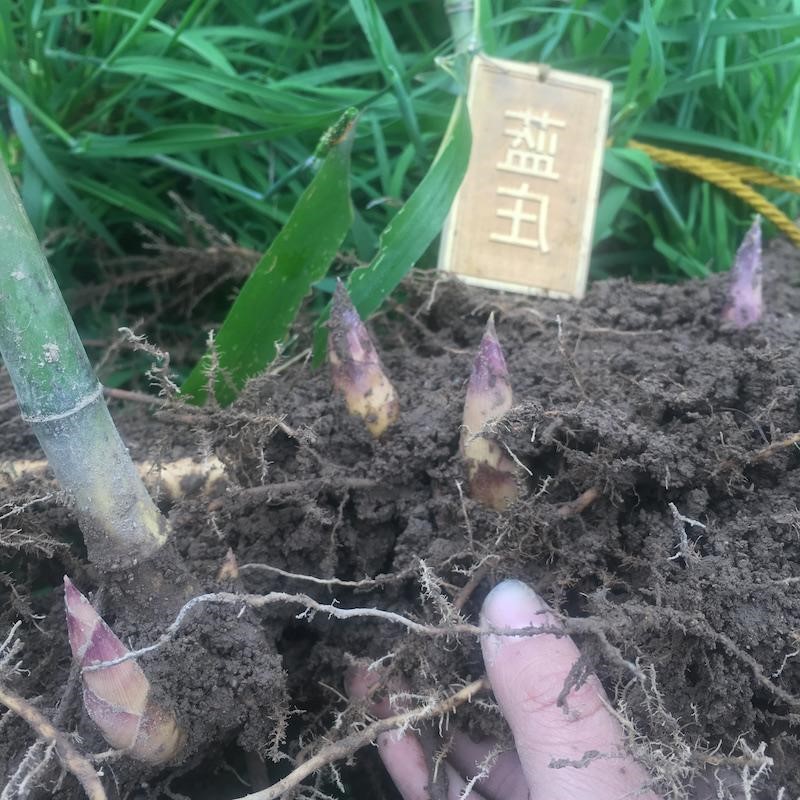 雷竹苗种雷公竹早园竹水竹花竹黄杆竹毛竹楠竹子根鞭芽食用笋竹苗 - 图0