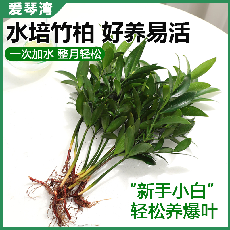 水培驱蚊竹富贵竹水养植物竹柏室内客厅好养绿植花卉盆栽四季常青-图2