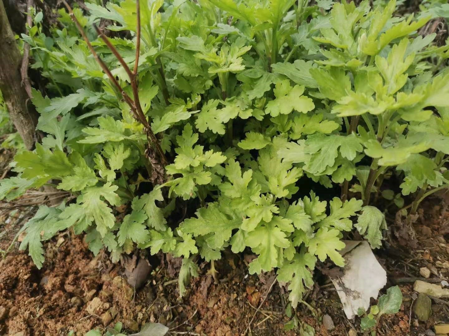 5棵可食用菊花苗金丝皇菊苗 泡茶喝 阳台庭院观赏植物黄色秋菊盆 - 图1