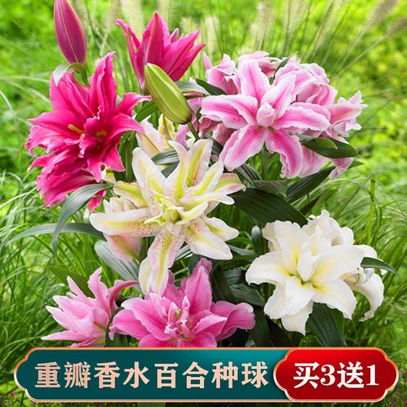 22年新球现货进口重瓣香水百合花种球带牙子四季开花浓香花卉盆栽 - 图0