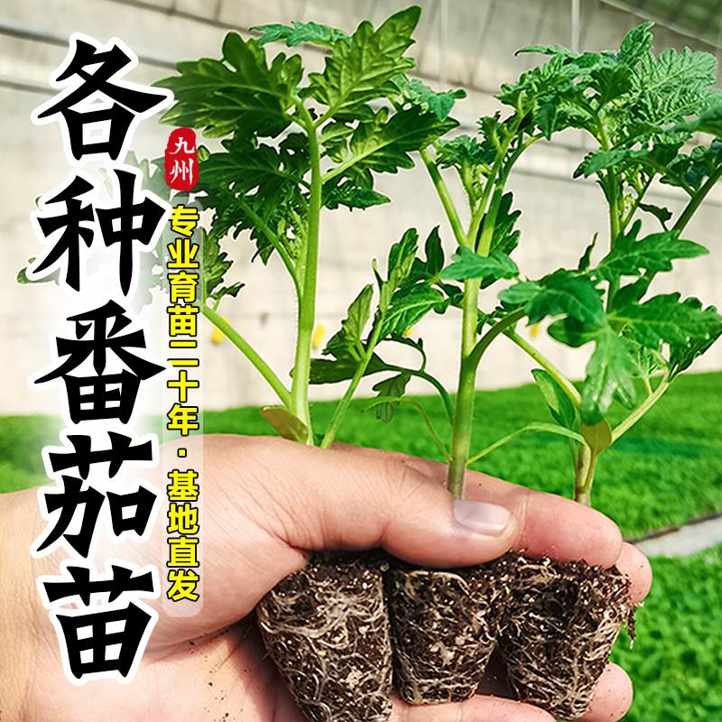 蔬菜苗秧辣椒苗番茄苗茄子苗黄瓜苗四季播种阳台盆栽水果树苗大全