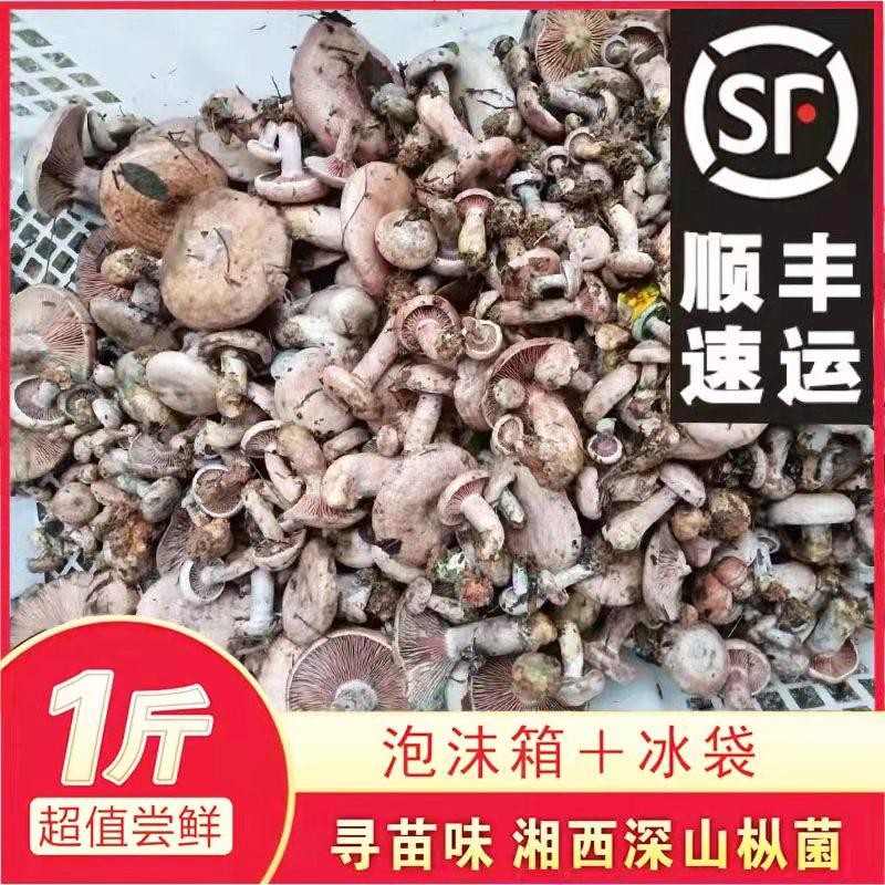 湘西新鲜野生乌枞菌蘑菇枞菌寒菌松树菌重阳菌雁来蕈雁鹅菌 500g-特色谷特产网