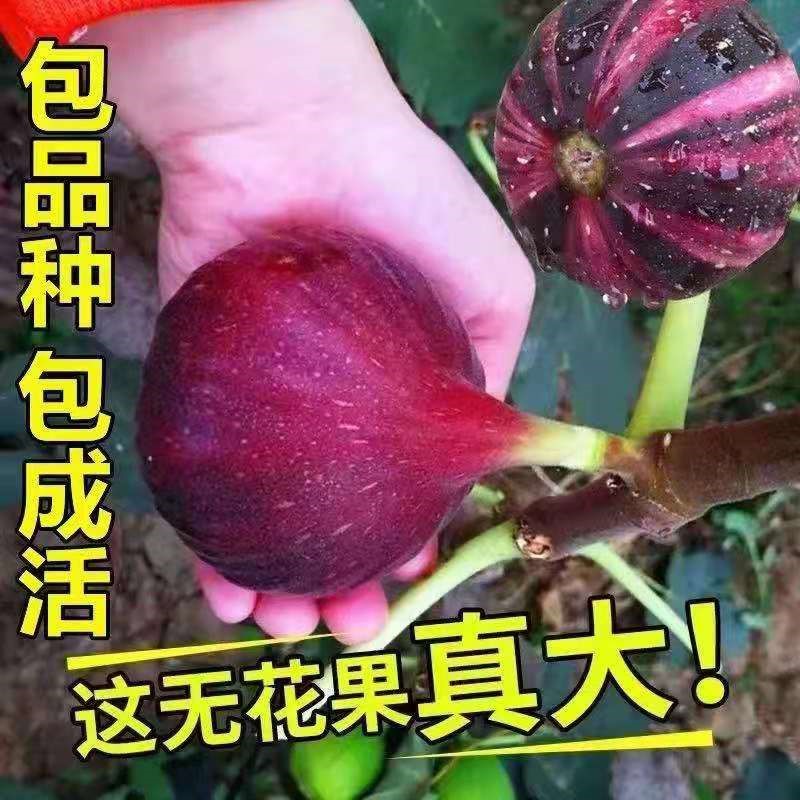 无花果树果苗树苗当年结果南北方盆栽地栽室内外阳台庭院四季种植-图0