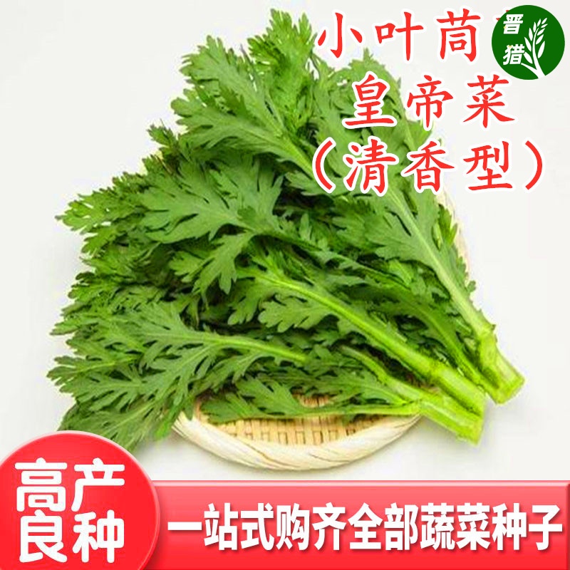 皇帝菜中叶茼蒿种子青菜种籽春菊菜种农家菜籽阳台籽种四季蔬菜孑-图1