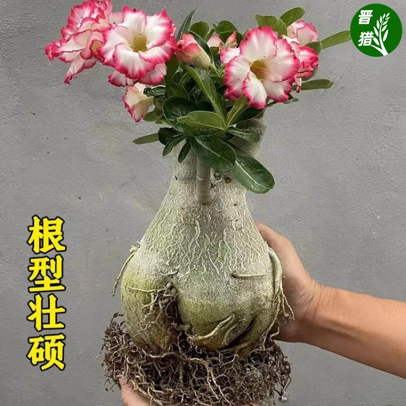 重瓣沙漠玫瑰8年老桩花苗阳台庭院四季开花不断好养绿植盆栽多肉 - 图0