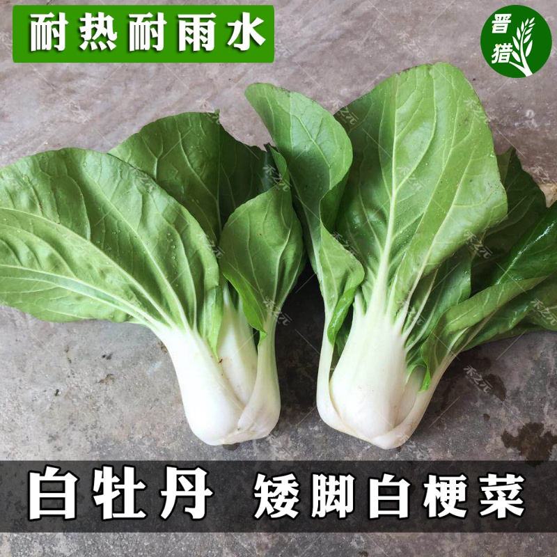 白青菜种籽大全奶小白菜籽四季快菜种籽鸡毛菜春秋冬季小白菜种孑 - 图0