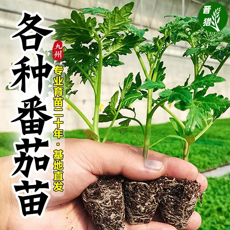 蔬菜苗秧辣椒苗番茄苗茄子苗黄瓜苗四季播种阳台盆栽水果树苗大全